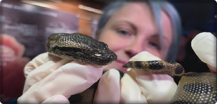 ولادة أفعى أناكوندا بدون اتصال جنسي